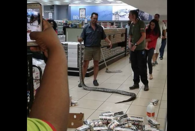 snake at the Komatipoort Spar