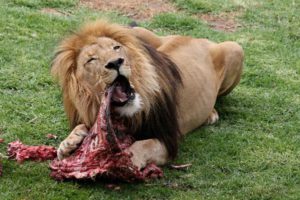 Lion eating meat