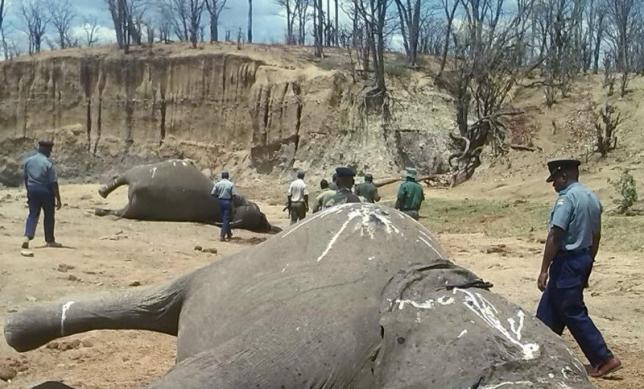 A group of elephants, believed to have been killed by poachers, lie dead at a watering hole in Zimbabwe's Hwange National Park