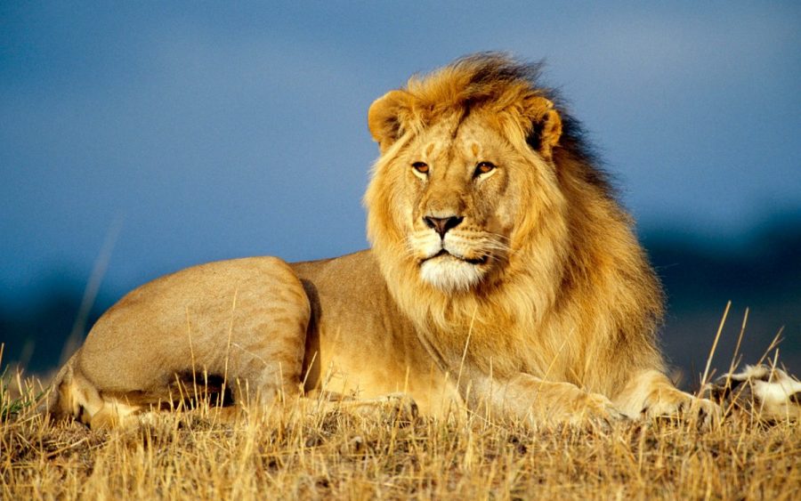 Lion-Cites-