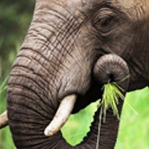 Close-up of a African Elephant eating green grass; Loxodonta Africana