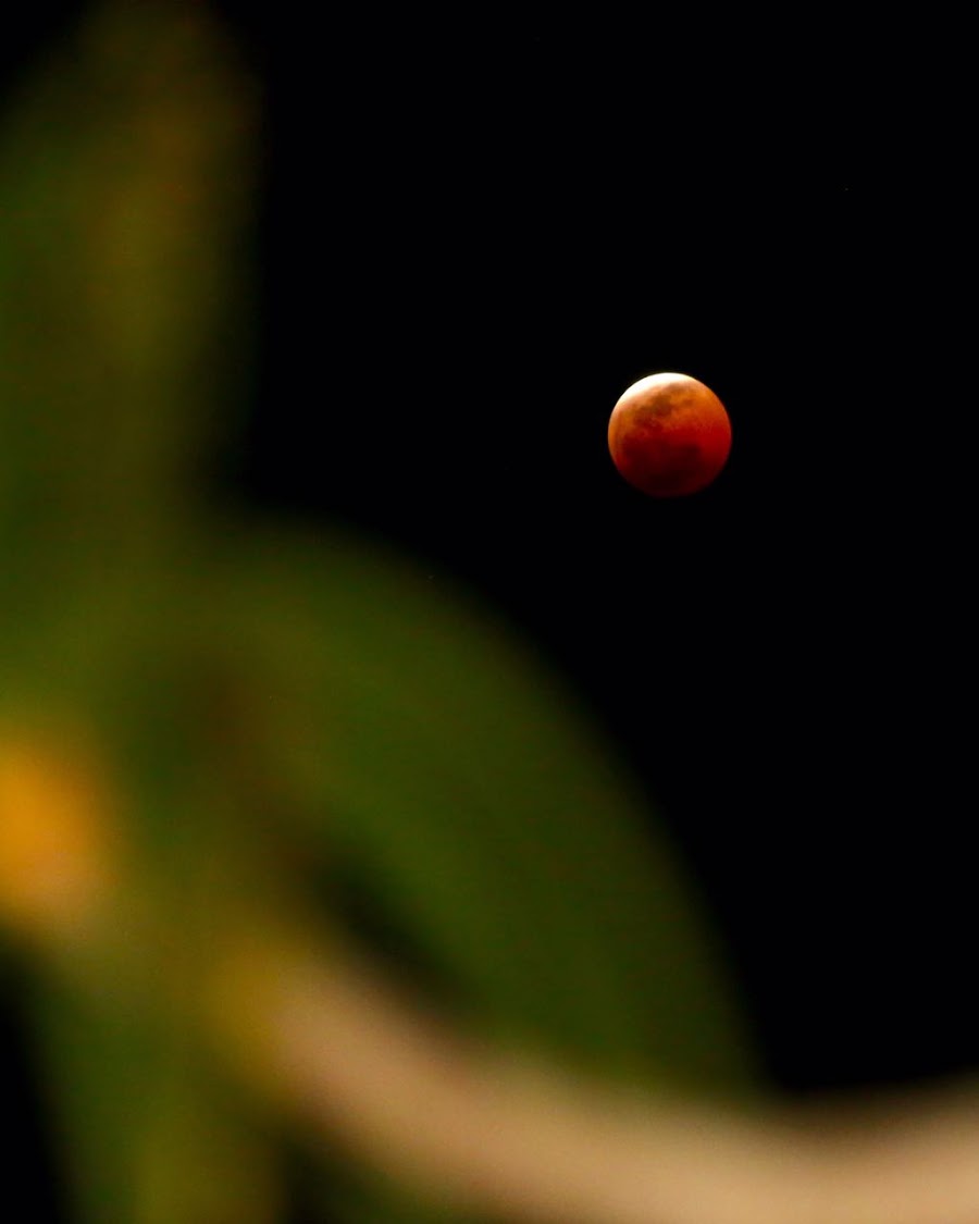 Blood Moon